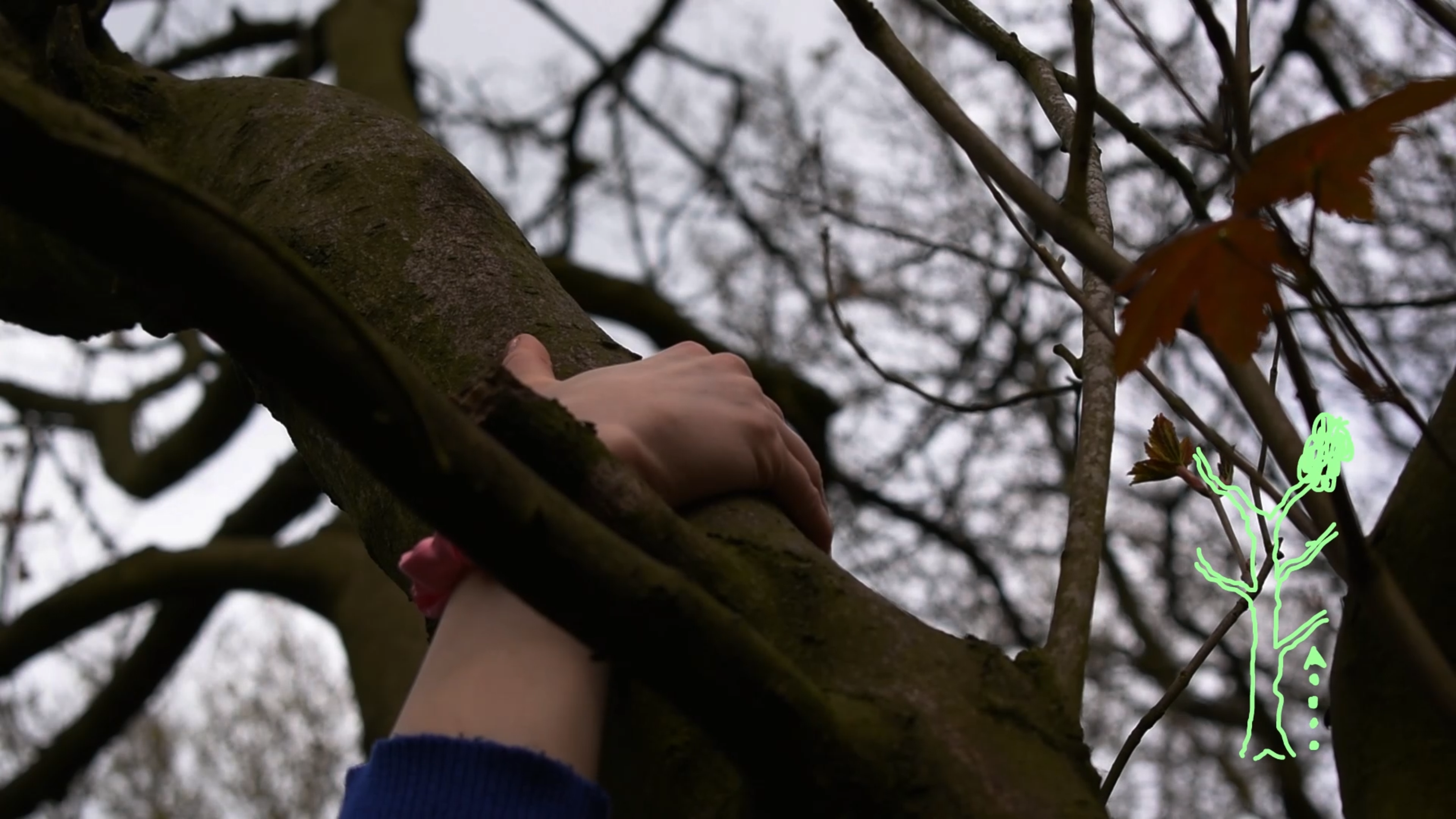 Frame from live action tree-climbing video